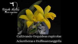 Cultivo de orquídeas rupícolas  Aciantheras e Hoffmannseggellas [upl. by Nilam]