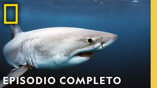 Los Tiburones Más Peligrosos del Mundo ¡Descúbrelos  Nat Geo en Español [upl. by Noiek447]