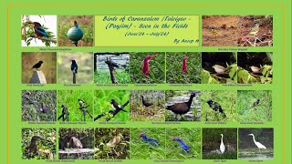 Part 2  Birds seen in Fields of Caranzalem Taleigao by Anoop Hingorani [upl. by Rukna]