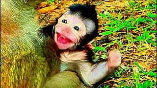 Weaning And Training Cute Baby Monkey Best Collection Clips [upl. by Anneuq974]