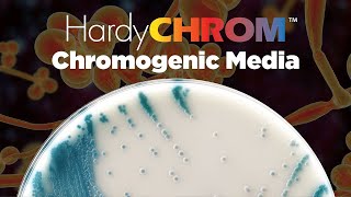 HardyCHROM™ a complete offering of Chromogenic Media [upl. by Cowie939]