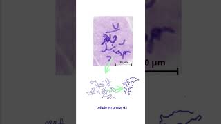 La cellule en interphase [upl. by Natalia]