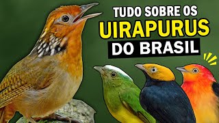 UIRAPURUVERDADEIRO o MÃšSICO DA FLORESTA e outros uirapurus do Brasil [upl. by Tesler]