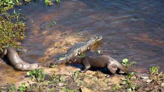 Otters vs Caiman [upl. by Arraes109]