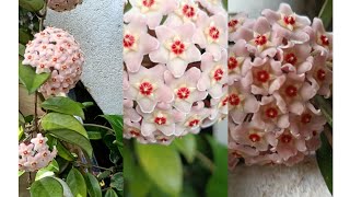 CUIDADOS PLANTA FLOR DE CERA O HOYA CARNOSA 💚😌 [upl. by Ferrell684]