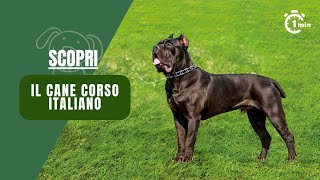 Il Gigante Italiano Scopri il Cane Corso tra Forza e Fedeltà  Fauna Fanatic [upl. by Akeber]