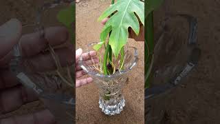 Philodendron growing in water  philodendron selloum waterpropagation [upl. by Otirecul]