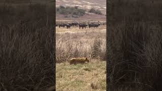 Beautiful Tanzania Ngorongoro Crater animals wildlife lion [upl. by Ashleigh]