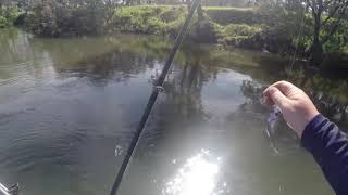 Fishing below the weir wall in albury [upl. by Leihcar]