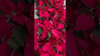 Poinsettia Plant 2024 [upl. by Brader]