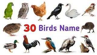 30 Birds Name in English  Name of Birds  Birds Name with Pictures  Birds [upl. by Nyleimaj118]