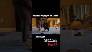 Does Game Based Dog Training really work What about with puppies part 12 [upl. by Aeslek]