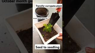 Seed to seedling curryleaf plant gardenplants curryleaves youtubeshorts shorts viralvideo [upl. by Golightly]