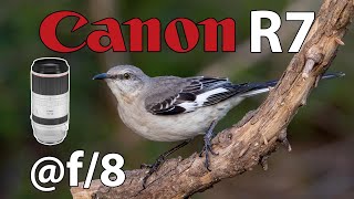 Canon R7 f8 Bird Photography with RF 100500mm Zoom lens [upl. by Martha]