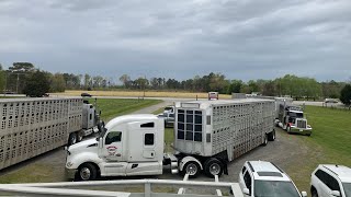 Highlight Slideshow from 2024 Spring Roundup Sale Video coming livestockauction [upl. by Cone]