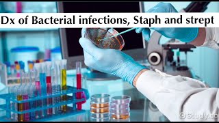 Microbiology 3rd practical tutorial quotDx of Bacterial infections Staph and strept by ASM Minds Team [upl. by Franni]