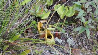 Nepenthes Stenophylla and Nepenthes veitchii  Borneo  Bario [upl. by Sanborne251]