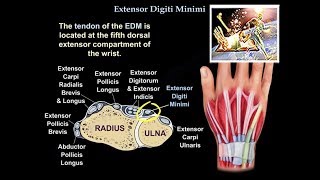 Extensor Digiti Minimi  Everything You Need To Know  Dr Nabil Ebraheim [upl. by Anahsar85]