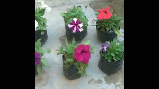 Gamle ki purani mitti ko banaye aise upjau dher saare phool paane k liye gardening nature shorts [upl. by Elizabet758]