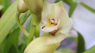 orchidée Culture et floraison dun cymbidium [upl. by Genni]