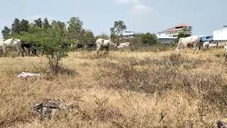 កសិដ្ថានចិញ្ចឺមគោ The Cow  Cattle farm [upl. by Orola]