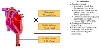 Exercise and cardiac output [upl. by Tierza]