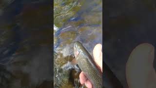 Rainbow Trout released Bushkill Pennsylvania [upl. by Gnoy400]