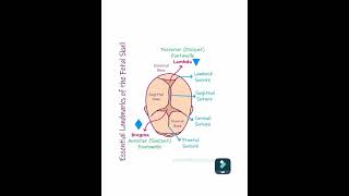 Location of Fontanelle  structure  closeing time [upl. by Ahseken622]