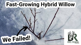 FastGrowing Hybrid Willow Planting Mistake [upl. by Gudrin]