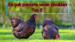 Top 5 En çok yumurta veren tavukları derledimGezercim gezercim [upl. by Hastie]