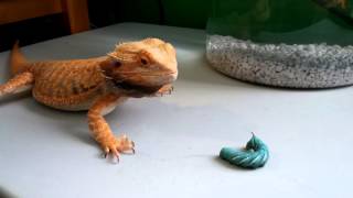 Bearded dragons eating hornworms  4K [upl. by Amikahs]