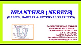 NEANTHES NEREIS  HABITS HABITAT amp EXTERNAL FEATURES [upl. by Enelrae]