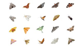 Types of Moths  Moth Species In English Language  Learn Moth Species [upl. by Osicran]