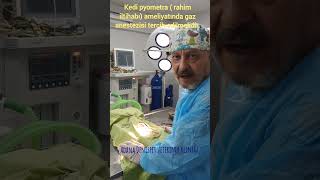 Kedi rahim iltihabı ameliyatı AdanakedipyometrarahimiltihabıgazanestezisiAdanakedipyometra [upl. by Nhguaval]