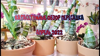 Катасетумные в апреле 2022 Обзор Пересадка [upl. by Pennie]