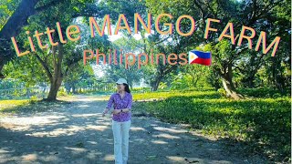 Tour at our Little MANGO FARM in the PHILIPPINES 🇵🇭 vlogs philippines provincelife mango farm [upl. by Stock]