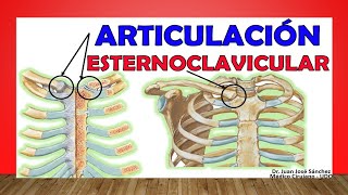 🥇 ARTICULACIÓN ESTERNOCLAVICULAR ¡Anatomía Rápida y Sencilla [upl. by Chicky]