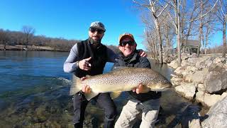 Streamer eating Behemoth Brown Trout on the White River  Streamer Lovefest 2019 [upl. by Atalayah]