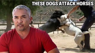 Dealing With A Rottweiler And Bulldog That Attack Horses  Cesar 911 Season 2 Ep 1 [upl. by Ahsinyt]