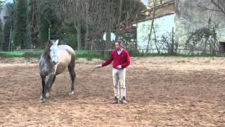 Beautiful Andalusian Horse in Liberty  Natural Horsemanship by Lluis Pell from Spain [upl. by Nadruoj]