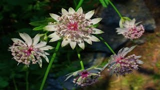 Most Beautiful Astrantia Flower Ever You Seen [upl. by Carissa]