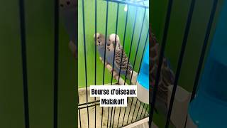 Bourse doiseaux Malakoff معرض الطيور طيور birds [upl. by Durno]