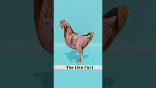 anda murgee ke pet mein kaise banta hai facts 3danimation shorts [upl. by Michaelina]