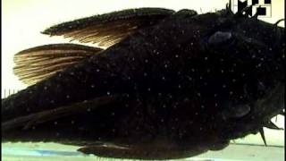 Ancistrus macrophthalmus Bushymouth Pleco Bearded Pleco [upl. by Winthrop]