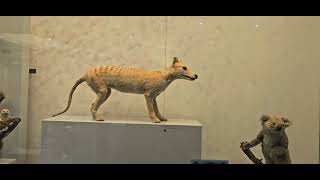 Real Tasmanian tiger 🐅 [upl. by Oringas]