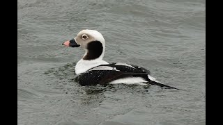 Longtailed Duck RSPB Snettisham Norfolk 4224 [upl. by Abehs741]