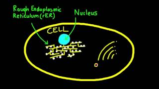 247 Explain how vesicles are used to transport materials within a cell [upl. by Forta]