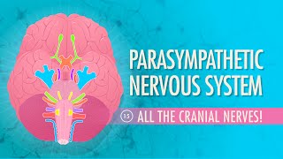 Parasympathetic Nervous System Crash Course Anatomy amp Physiology 15 [upl. by Aihsema221]