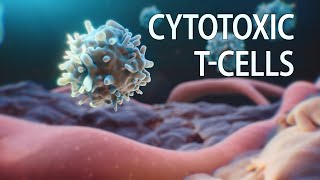 Cytotoxic T cells animation  killer T cells  cancer medical animation  medicalanimation [upl. by Afihtan774]