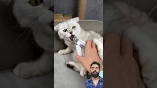 Trimming Cat Nails with Sonyakisa8 cat kitten pets funny cute meow Hacks Gadgets shorts [upl. by Korie]